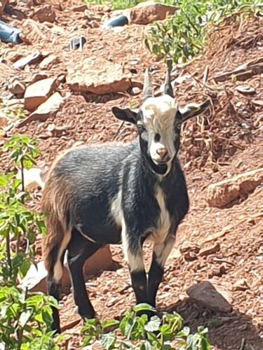 6MO PYGMY BILLY KID