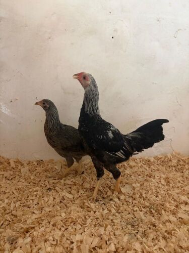 PAIR OF KRAIENKOPPE BANTAMS - BIDS PER LIFE