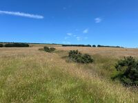 40 ACRES OF GRASS FOR MOWING - BIDS PER ACRE - 4