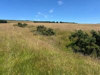 40 ACRES OF GRASS FOR MOWING - BIDS PER ACRE - 8
