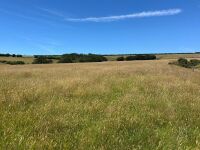 40 ACRES OF GRASS FOR MOWING - BIDS PER ACRE - 10