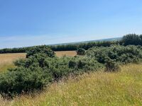 40 ACRES OF GRASS FOR MOWING - BIDS PER ACRE - 12