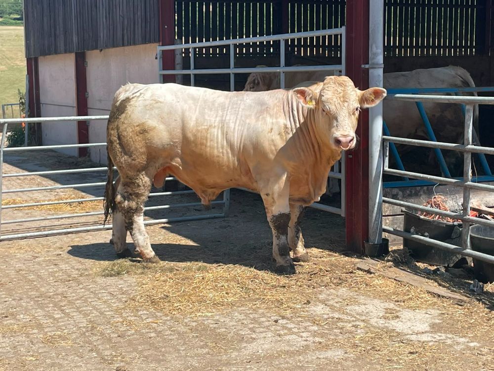 13MO PEDIGREE CHAROLAIS BULL