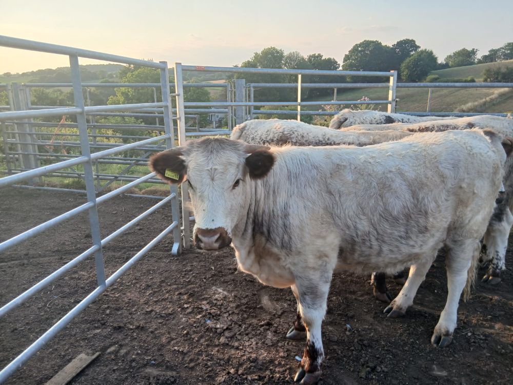 3 X PEDIGREE LONGHORN HEIFERS - BIDS PER LIFE