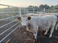 3 X PEDIGREE LONGHORN HEIFERS - BIDS PER LIFE