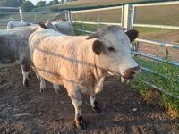 3 X PEDIGREE LONGHORN HEIFERS - BIDS PER LIFE - 2