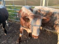 3 X PEDIGREE LONGHORN HEIFERS - BIDS PER LIFE - 3