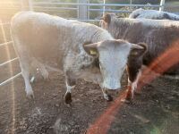 3 X PEDIGREE LONGHORN HEIFERS - BIDS PER LIFE - 4