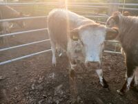 3 X PEDIGREE LONGHORN HEIFERS - BIDS PER LIFE - 5