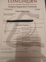 3 X PEDIGREE LONGHORN HEIFERS - BIDS PER LIFE - 7