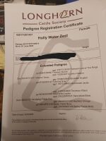 3 X PEDIGREE LONGHORN HEIFERS - BIDS PER LIFE - 8