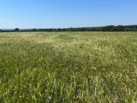 24 ACRES OF PEAS & BARLEY WHOLECROP - BIDS PER ACRE