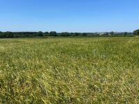 24 ACRES OF PEAS & BARLEY WHOLECROP - BIDS PER ACRE - 2