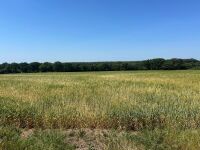 24 ACRES OF PEAS & BARLEY WHOLECROP - BIDS PER ACRE - 3