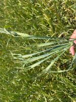 24 ACRES OF PEAS & BARLEY WHOLECROP - BIDS PER ACRE - 4