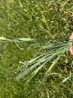 24 ACRES OF PEAS & BARLEY WHOLECROP - BIDS PER ACRE - 5