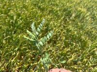 24 ACRES OF PEAS & BARLEY WHOLECROP - BIDS PER ACRE - 6