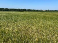 24 ACRES OF PEAS & BARLEY WHOLECROP - BIDS PER ACRE - 7