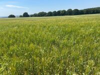24 ACRES OF PEAS & BARLEY WHOLECROP - BIDS PER ACRE - 8