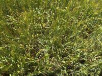 24 ACRES OF PEAS & BARLEY WHOLECROP - BIDS PER ACRE - 9
