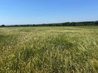 24 ACRES OF PEAS & BARLEY WHOLECROP - BIDS PER ACRE - 13