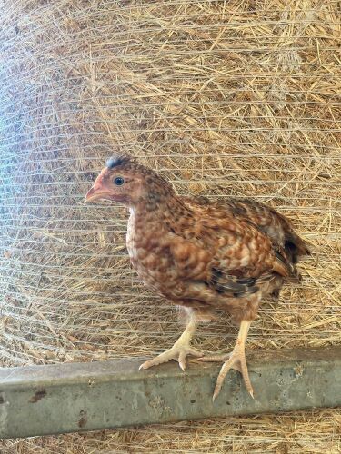 5 RHODE ISLAND RED X CREAM LEGBAR PULLETS - BIDS PER LIFE