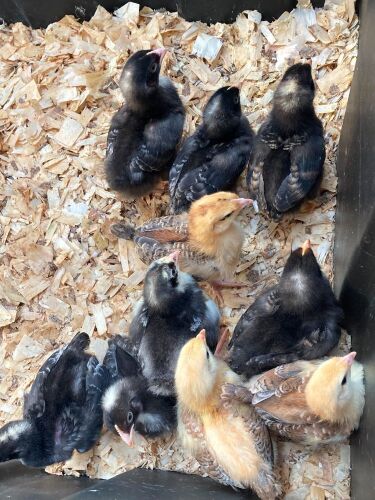 20 UNSEXED RAINBOW CHICKS - BIDS FOR THE GROUP
