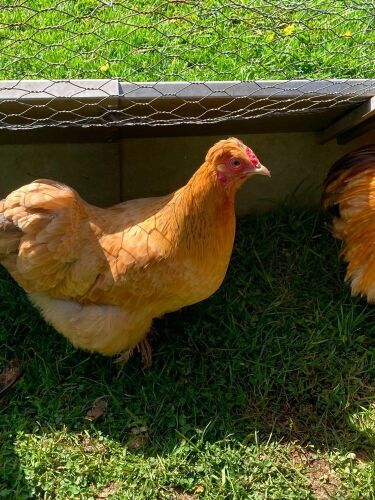 BUFF PEKIN HEN