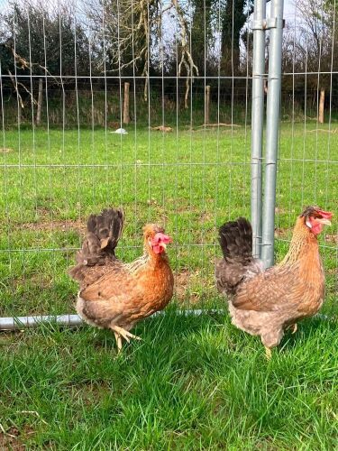 2 CREAM LEGBAR HENS - BIDS PER LIFE