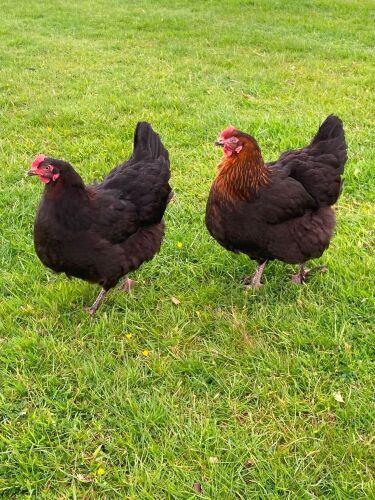 2 COPPER MARAN HENS - BIDS PER LIFE