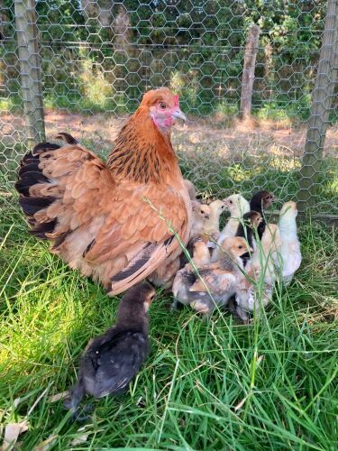 BUFF PEKIN HEN & 10 CHICKS - BIDS FOR THE GROUP