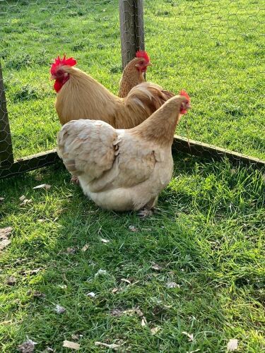 PAIR OF BUFF PEKINS - BIDS PER LIFE