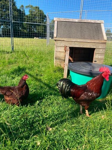 PAIR OF RHODE ISLAND RED BANTAMS - BIDS PER LIFE