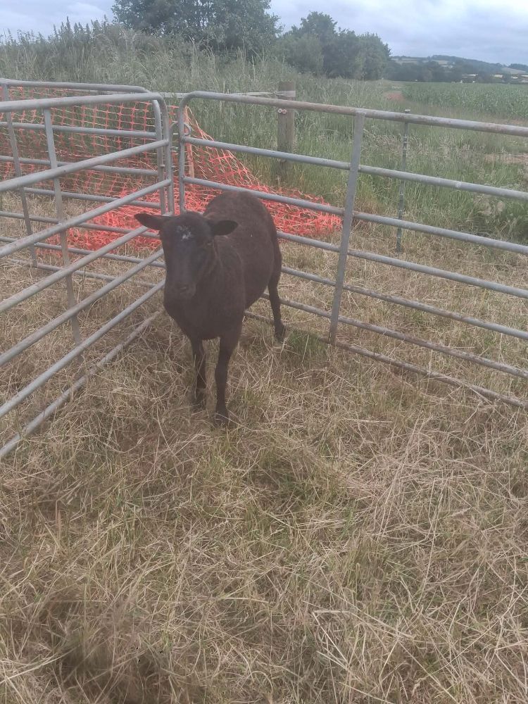 DUTCH SPOTTED X SHEARLING EWE