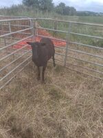 DUTCH SPOTTED X SHEARLING EWE