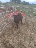DUTCH SPOTTED X SHEARLING EWE - 2