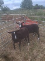 2 PEDIGREE ZWARTBLE SHEARLING EWES - BIDS PER LIFE