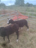 2 PEDIGREE ZWARTBLE SHEARLING EWES - BIDS PER LIFE - 2