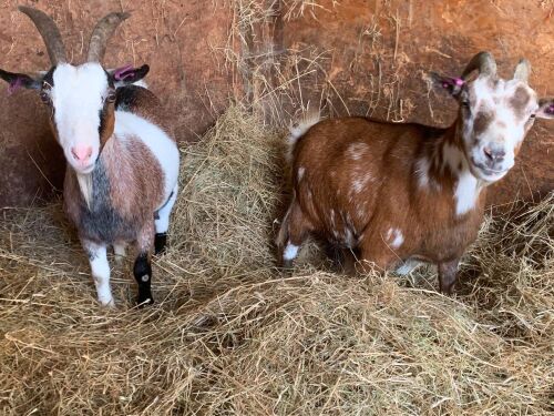 2 PYGMY NANNIES - BIDS PER LIFE