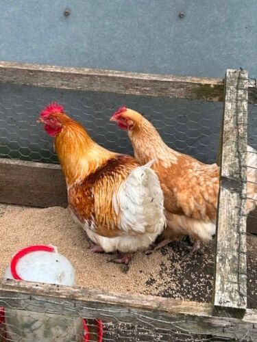 PAIR OF BROWN HENS - BIDS PER LIFE