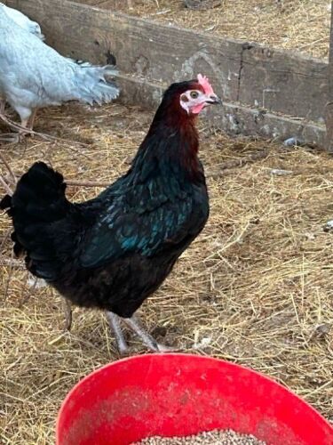 MARAN HEN