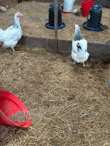 2 LIGHT SUSSEX HENS - BIDS PER LIFE