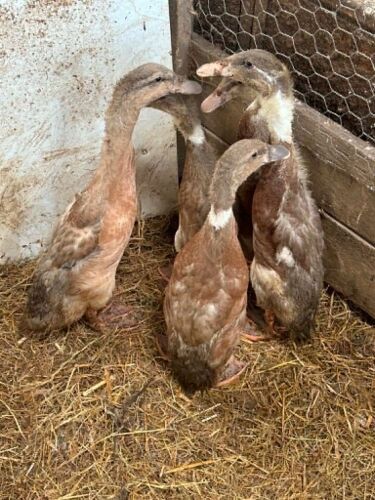 5 FAWN RUNNER DUCKS - BIDS PER LIFE
