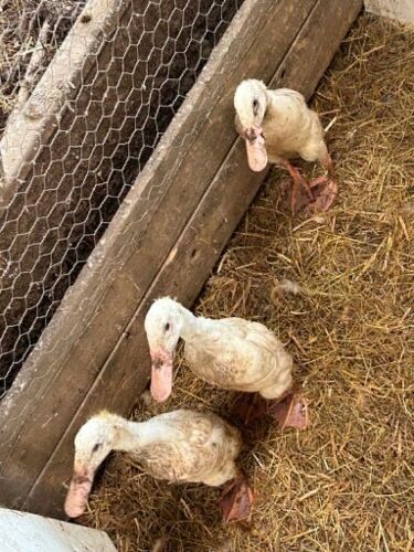 TRIO OF WHITE RUNNER DUCKS - BIDS PER LIFE