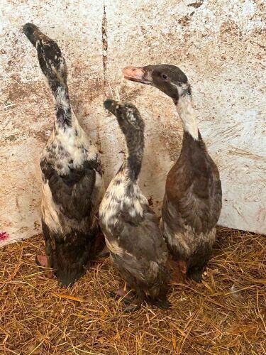 TRIO OF BLUE AND WHITE RUNNER DUCKS - BIDS PER LIFE