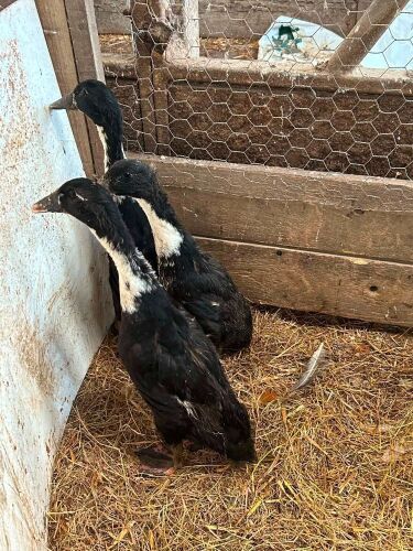 TRIO OF BLACK BIBBED RUNNER DUCKS - BIDS PER LIFE