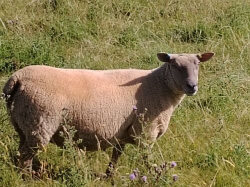2YO PUREBRED ROUSSIN EWE