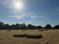 100 CONVENTIONAL BALES OF 2026 HAY - BIDS FOR THE GROUP - 3