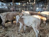 7 X 2MO CHAROLAIS HEIFERS - BIDS PER LIFE