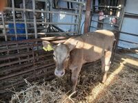 7 X 2MO CHAROLAIS HEIFERS - BIDS PER LIFE - 3
